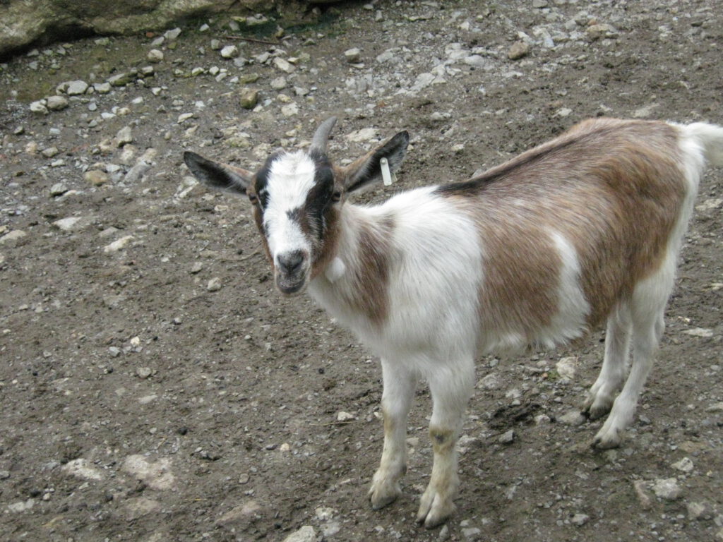 Ziege im Kinderzoo des Schwaben Parks
