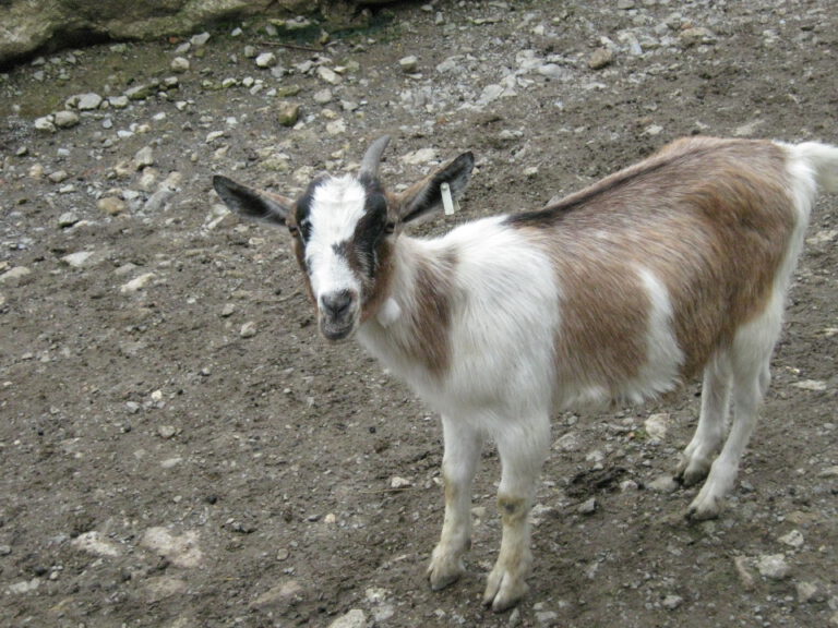 Ziege im Kinderzoo des Schwaben Parks